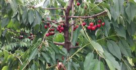 Vendo cerezas KORDIA y REGINA de Urechesti-Dumbraveni, la zona