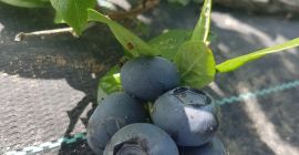 Vendo Blueberry Duke más info al +40 765344899
