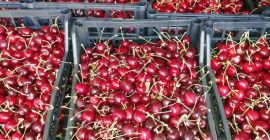 Vendo cerezas de las variedades CORDIA y REGINA Envíame