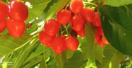 Vendo cerezas a 3 lei el kg.