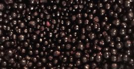 Grosella negra congelada. Clase A Serbal salvaje congelado. Clase