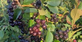 Aronia Melanocorpa 100% Ecológica!