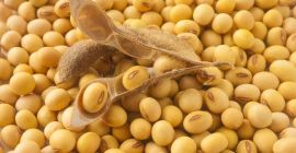 Soja OMG de origen ucraniano, Humedad hasta 12%, Proteína
