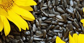 Semillas de girasol (código HS 12 06 00), origen