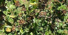 Nuestras Aronia se cultivan en el mejor entorno ecológico.