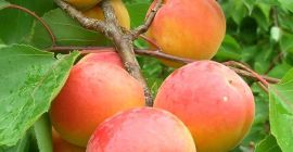 Hola. Mi nombre es Radu. Mi familia y yo