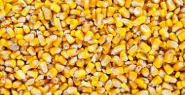 CALIDAD DE LOS PRODUCTOS Humedad: no más del 14,5%;