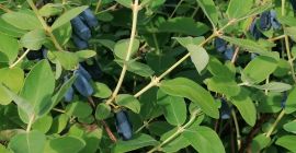 Venderé bayas haskap. Cantidades al por mayor, precio a