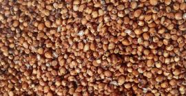 Ofrecemos sorgo rojo, 232 tm, ubicado en la parte