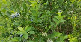 blueberry bluecorp de alta calidad / legado /Aleksandra, oneyll