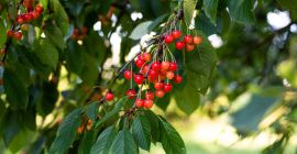Cerezas de muy buena calidad Ecológicas, derivadas de árboles