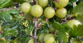 Venderé una gran cantidad de grosellas, variedad Biały Triumf.
