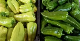 Vendo pimientos amarillos, kapia gorda. Tomates: corazón de res,