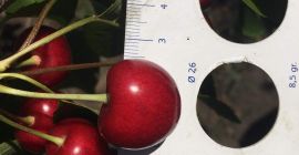 Vendo cerezas calibre 26+, Rep. Moldavia, cantidad 20-25t, no