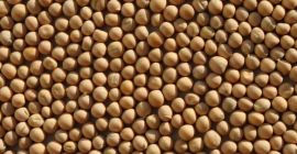 Guisantes amarillos a la venta con entrega! +380932170051 Whatsapp,