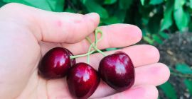 Cerezas de alta calidad, calibre 27+. Criado en una