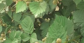 Moras ecológicas de la mejor calidad Desde 15 o7