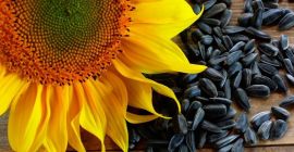 PRODUCTO: GIRASOL, COSECHA 2021, PRODUCCIÓN DE UCRANIA Humedad: no