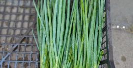 Cebolla con cebollín. Un montón grande de 5-6 piezas.