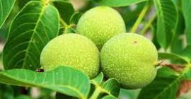 Recomiendo muy buenas nueces verdes para tinturas y más.