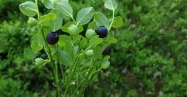 Venderé cualquier cantidad de arándanos limpios o luego sucios,