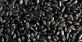 Vendemos girasoles, soja, maíz, colza (alrededor de 1000 toneladas