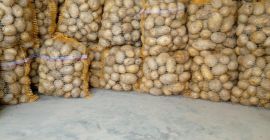 Vendo papas comestibles empacadas de 15 kg o bajo