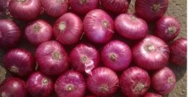 WhatsApp +1 518 512 9567 Tipo de Cultivo: Común