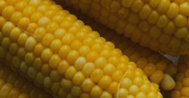 Estamos ofreciendo maíz. Tipo IX, clase 3, humedad 14%.