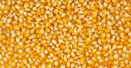 Estamos buscando maíz para alimento de aves, necesitamos una