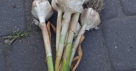 Estoy vendiendo grandes cantidades de ajo.