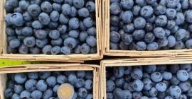 Hola, ofrezco la venta de arándanos americanos cosechados a