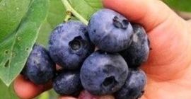 Hola, ofrezco la venta de arándanos americanos cosechados a