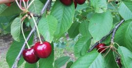 Venderé cerezas sabrosas que se rompen todos los días.