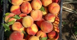 A partir del 20 de julio, están listos para