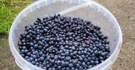 ¡Venderé arándanos frescos, recogidos a mano! ¡¡40 zlotys/kg!! Bienvenidos