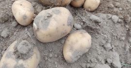 Ofrezco a la venta patatas polacas de un agricultor