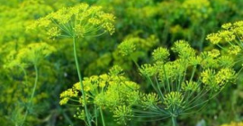 Venderé eneldo con una flor para encurtir pepinos en