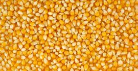 Nuestra cooperativa agrícola ofrece cereales de alta calidad (maíz,