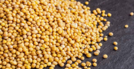 Ofrecemos cereales de alta calidad (alfalfa, festuca, sainfoinЮ, ballico,