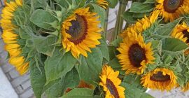 Girasol decorativo, variedad profesional.