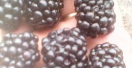 Venta de cultivo BIO de Blackberry Thornfree Producción diaria