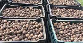 Vendo nueces naturales sin lavar no calibradas de Rumania..cantidad