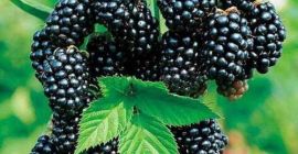 Estoy buscando compradores mayoristas de fruta de mora (la