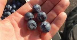 Vendo arándano americano, variedad temprana, duque, precio a convenir,