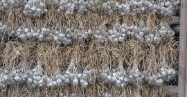 Variedad Harnaś a la venta. ¡Saludable! Sucio, tan limpio