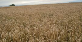 Vand 250 a triticale