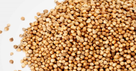 Ofrecemos cereales de alta calidad (alfalfa, festuca, sainfoinЮ, ballico,