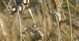 Compraré piensos y cereales orgánicos, así como altramuces, habas,