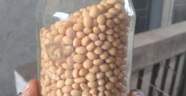 Venta de Semillas de Soja de Alta Calidad LA